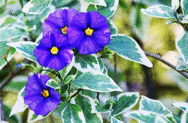 Close Purple Blue Potato Bush Blossoms — Stock Photo, Image