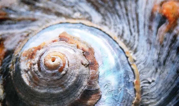 Primer Plano Una Concha Caracol Mar — Foto de Stock