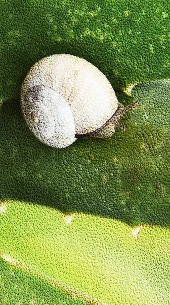 Close Garden Snail Aloe Vera — Stock Photo, Image