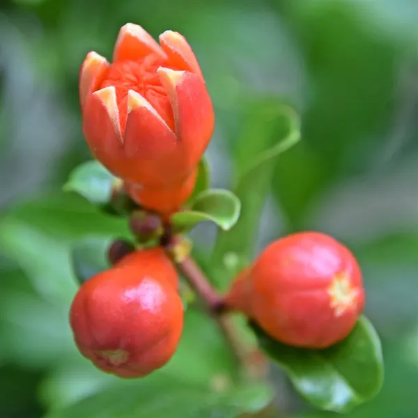 Close Orange Pomegranate Flower Buds — Stock Photo, Image