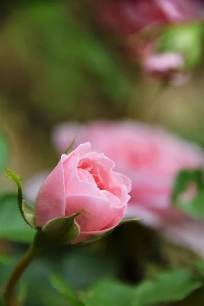 Close Beautiful Pink Rose — Stock Photo, Image