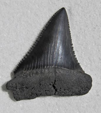 Fosil Büyük Beyaz Köpekbalığı dişine yakın.