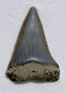 Close up of a fossil Great White shark tooth clipart