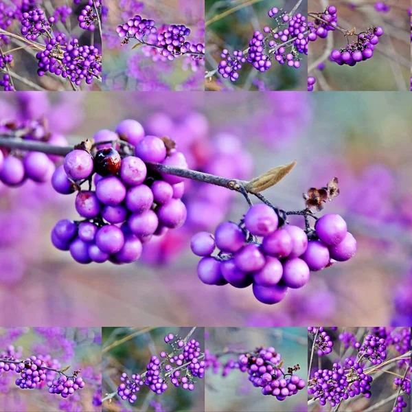 在冬季早晨的拼贴上紫色浆果的特写 — 图库照片