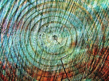 Kesik bir ağaç kütüğünü kapat İzlenimi