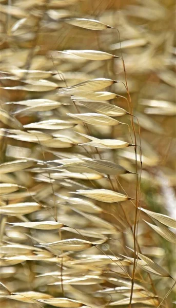 Gros Plan Herbe Sèche — Photo