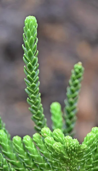 Nahaufnahme Eines Frischen Norfolk Island Pine Zweiges — Stockfoto