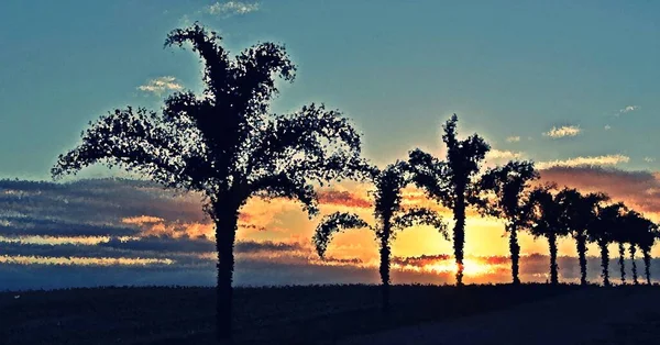 Ландшафт Пальмами Світанку — стокове фото