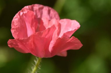 Güzel pembe bir gelincik çiçeğinin yakınında.