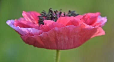 Güzel pembe bir gelincik çiçeğinin yakınında.