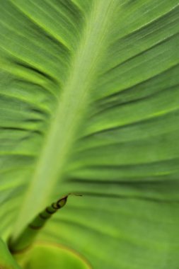 Yeni bir zambak yaprağının kapağını kapat