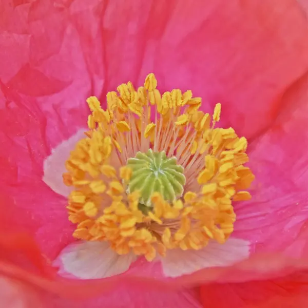 Close Beautiful Pink Poppy Blossom — Stock Photo, Image