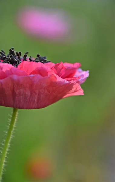 Primer Plano Una Hermosa Flor Amapola Rosa — Foto de Stock