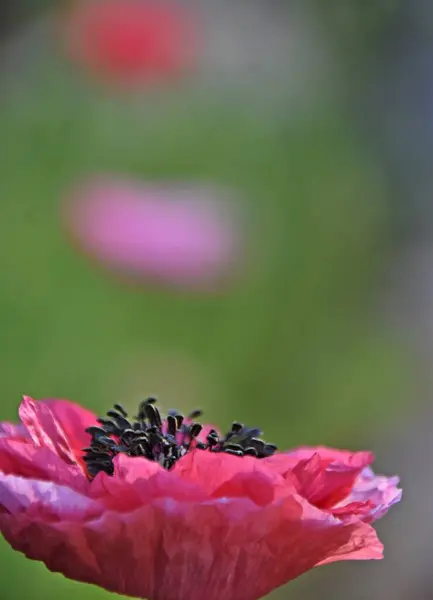 Close Beautiful Pink Poppy Blossom — Stock Photo, Image
