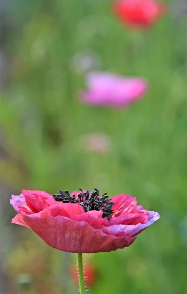 Zblízka Krásné Růžové Mák Květ — Stock fotografie