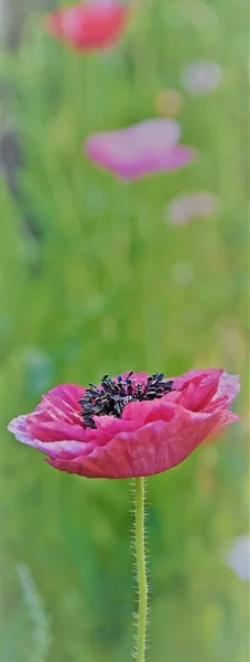 Gros Plan Une Belle Fleur Pavot Rose — Photo