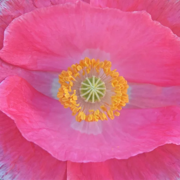 Κοντινό Πλάνο Ενός Όμορφου Ροζ Άνθους Παπαρούνας — Φωτογραφία Αρχείου