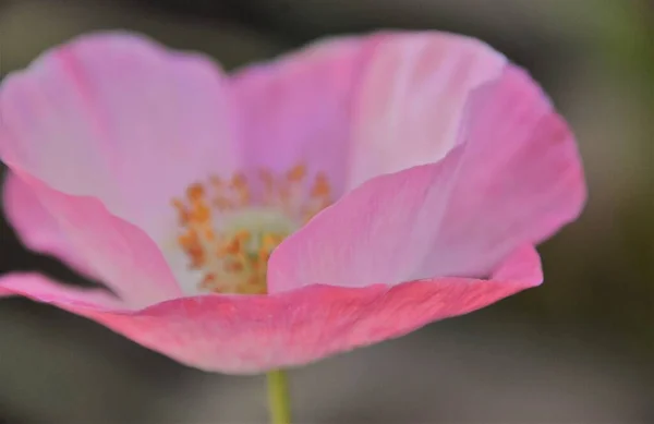 Güzel Pembe Bir Gelincik Çiçeğinin Yakınında — Stok fotoğraf