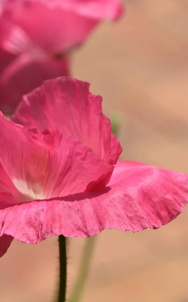 Close Beautiful Pink Poppy Blossom — Stock Photo, Image