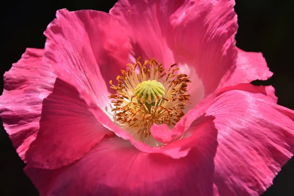 Zblízka Krásné Růžové Mák Květ — Stock fotografie