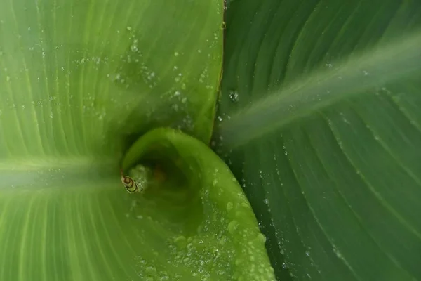 Close New Canna Lilly Leaf — Stock Photo, Image