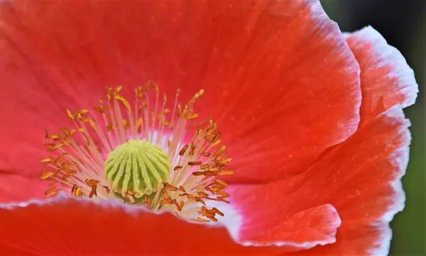 Detailní Záběr Červený Mákový Květ — Stock fotografie