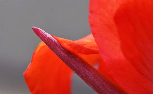 Detailní Záběr Nový Květ Oranžové Lilie — Stock fotografie