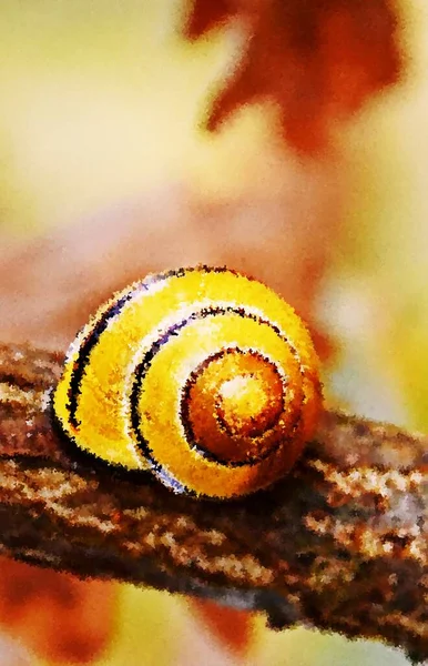 靠近一个黄色的蜗牛屋的小印迹 — 图库照片