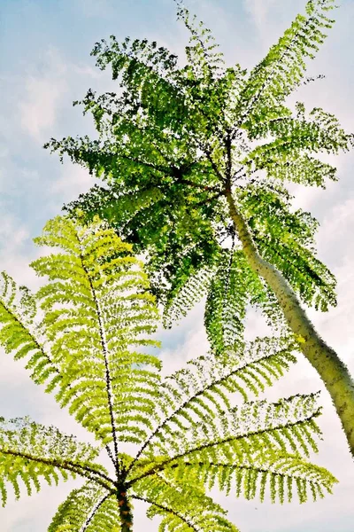 在美丽的梅莫萨树的映衬下 对天空印象深刻 — 图库照片