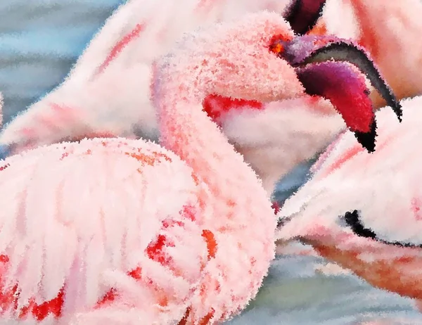 Nahaufnahme Eines Kleineren Flamingos Morgenlicht Impression — Stockfoto