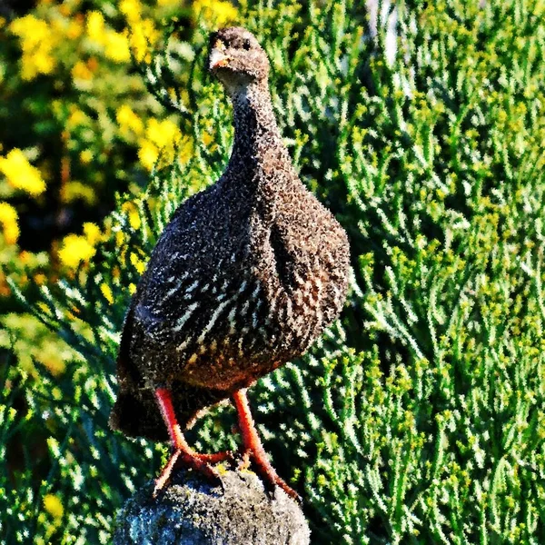 Gros Plan Sur Une Impression Cape Spur Fowl — Photo