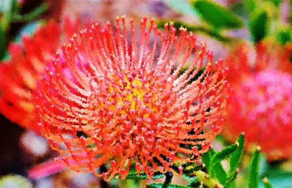 Close Common Pincushion Protea Blossoms Impressão — Fotografia de Stock