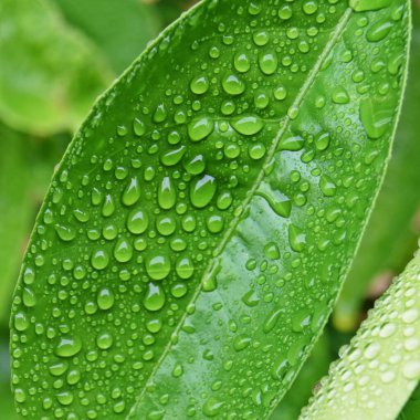 Yeşil bir portakal yaprağına düşen yağmur damlalarını kapat