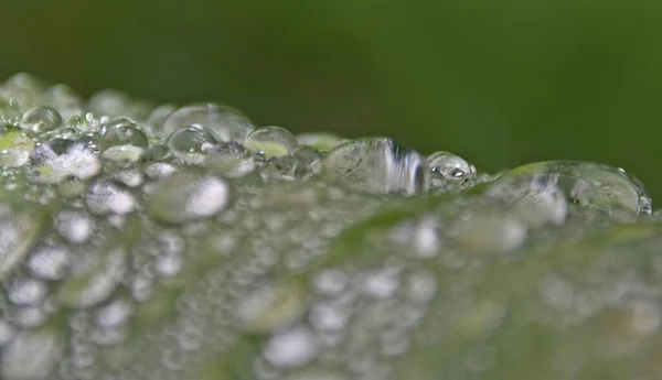 甘露叶上的雨滴的密闭 — 图库照片