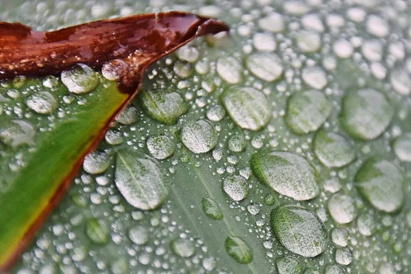 Primo Piano Gocce Pioggia Una Foglia Lilly Canna — Foto Stock