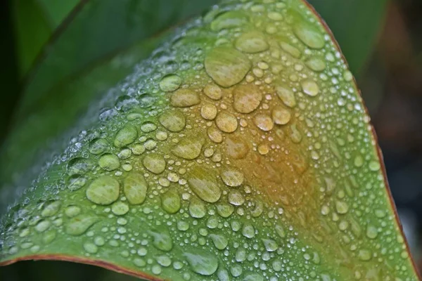 Close Raindrops Canna Lilly Leaf — Stock Photo, Image