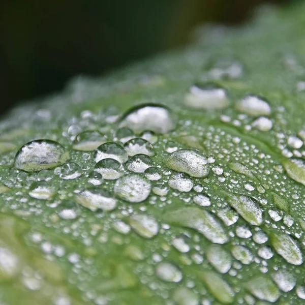 Κοντινό Πλάνο Των Σταγόνων Βροχής Ένα Φύλλο Canna Lilly — Φωτογραφία Αρχείου