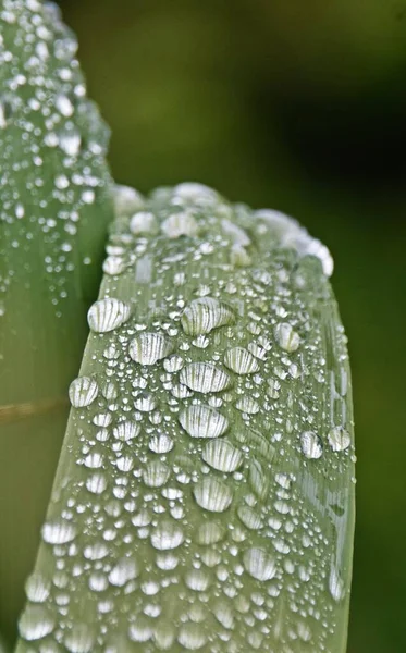 Nahaufnahme Von Regentropfen Auf Einem Palmblatt — Stockfoto