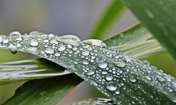紧贴在棕榈叶上的雨滴 — 图库照片