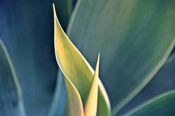 Zbliżenie Niebieskich Liści Agave Słońcu — Zdjęcie stockowe