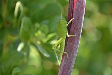 Canna Lily 'deki yeşil bir Çekirgeye yaklaş