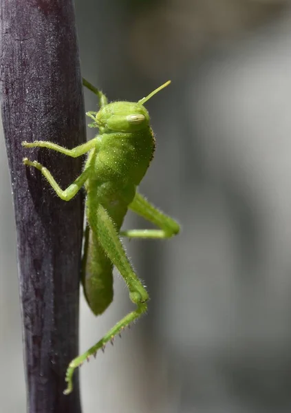 Close Green Grasshopper Canna Lily — Φωτογραφία Αρχείου