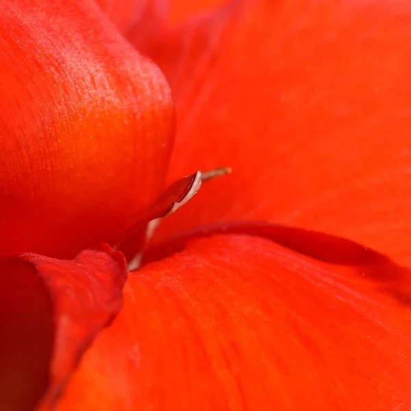 Detailní Záběr Zevnitř Červené Canna Lily Květy — Stock fotografie