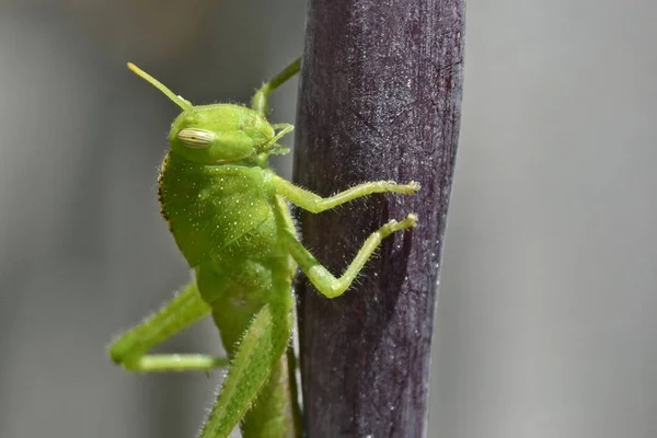 Close Green Grasshopper Canna Lily — Zdjęcie stockowe