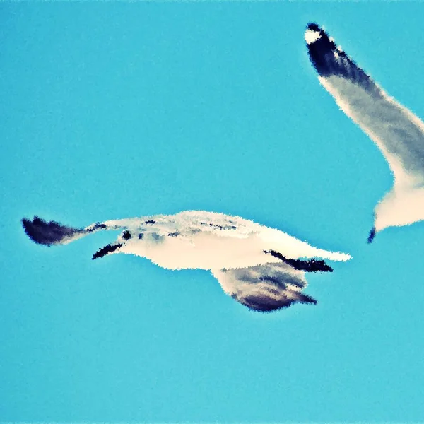 Primer Plano Las Gaviotas Aire Medios Mixtos — Foto de Stock