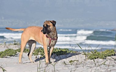 Close up of a Boer Boel on the beach