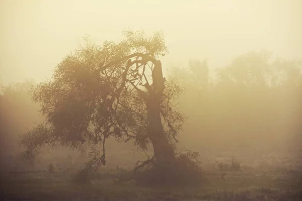 Close Uma Árvore Eucalipto Nevoeiro Matutino — Fotografia de Stock