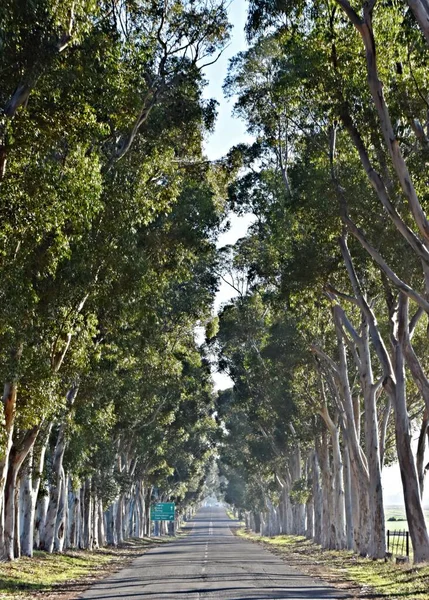 Landscape Eucalyptus Tree Avenue — Stock Photo, Image