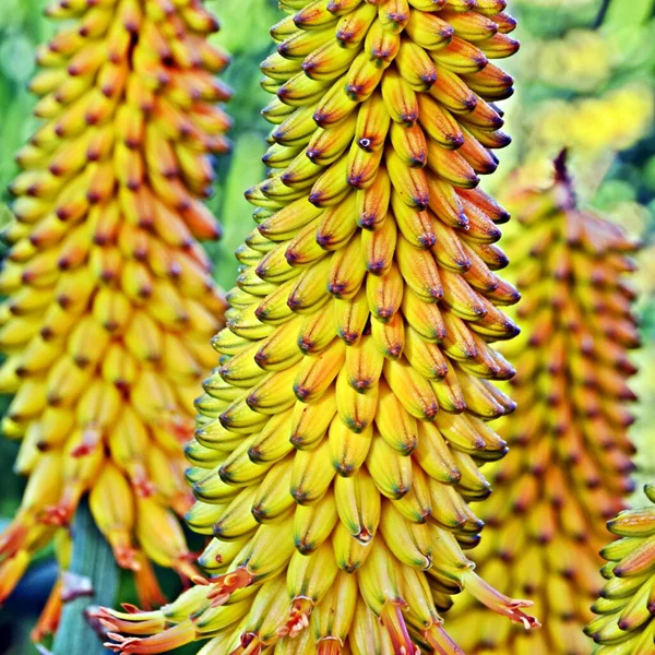 Close Yellow Aloe Blossoms — Fotografia de Stock
