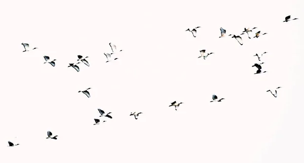 Close Flock African Sacred Ibis Sky Mixed Media — Photo